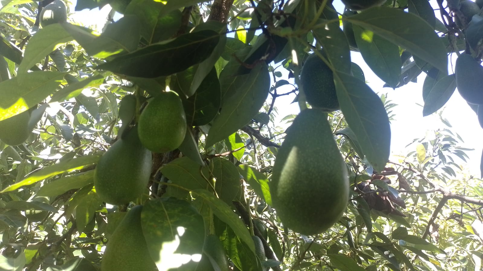 ¿Cómo saber cuándo una palta está en su punto óptimo?