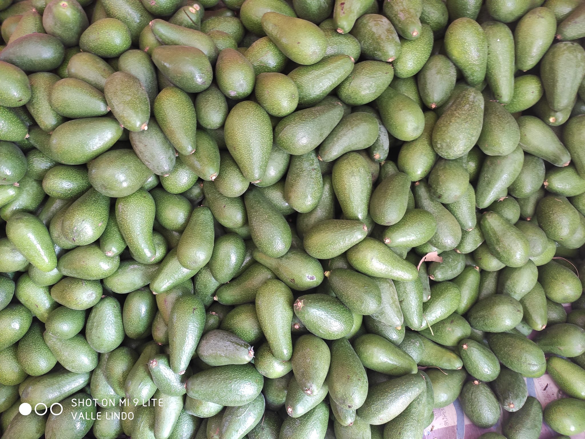 Las variedades de palta que cultivamos en el valle de Ayacucho