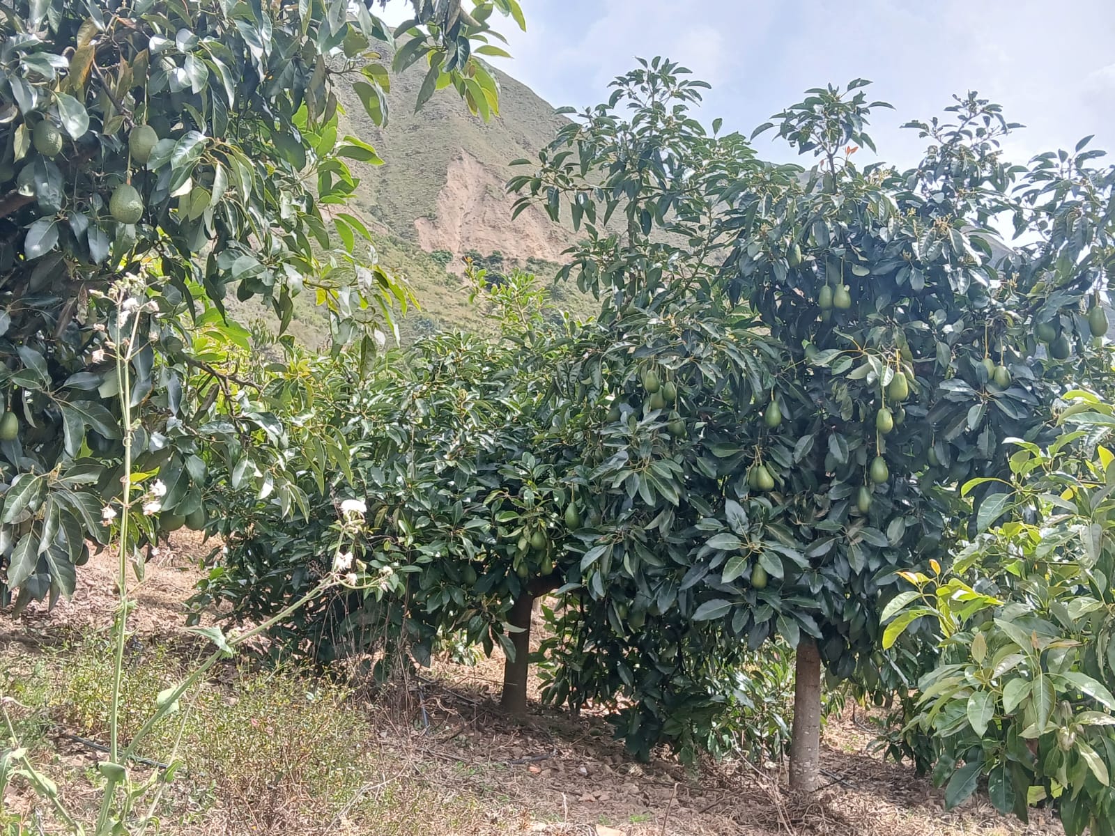 Agua, suelo y abejas: las claves de una palta responsable